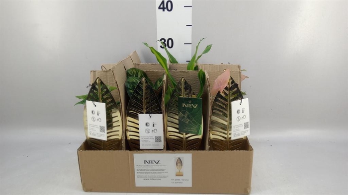 Planten  ..mix