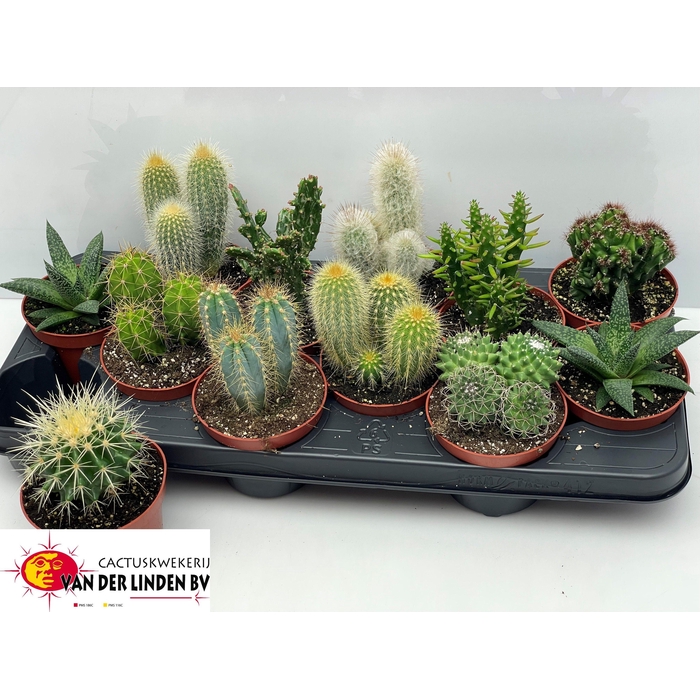<h4>CACTUS GEM</h4>