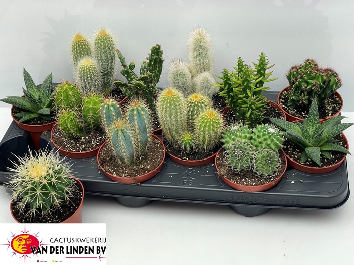 <h4>CACTUS GEM</h4>