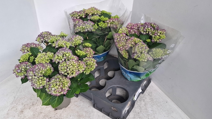 <h4>HYDR M BLAUER ZWERG</h4>