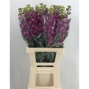 MATTHIOLA IRON CHERRY BLOSSOM