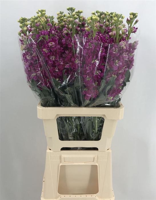 <h4>MATTHIOLA IRON CHERRY BLOSSOM</h4>