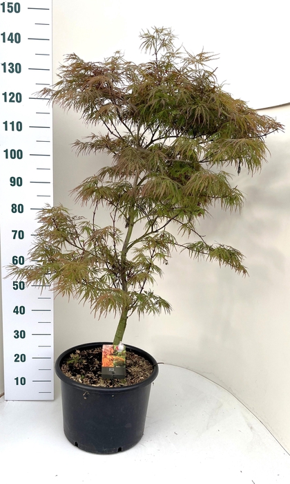 <h4>ACER PA GARNET</h4>