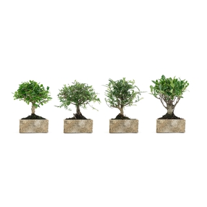 BONSAI GEM