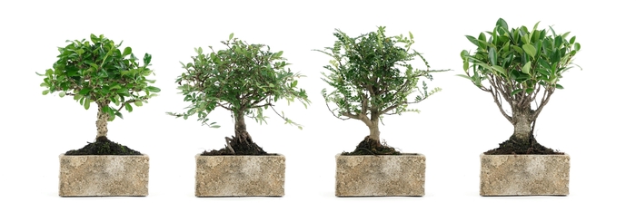 <h4>BONSAI GEM</h4>