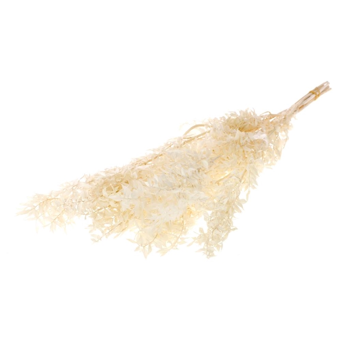 <h4>Ruscus Preserved Bleached White</h4>