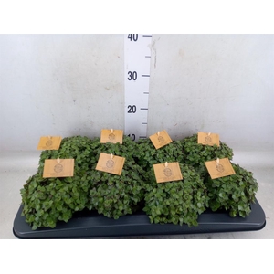 Callisia repens 'Turtle'