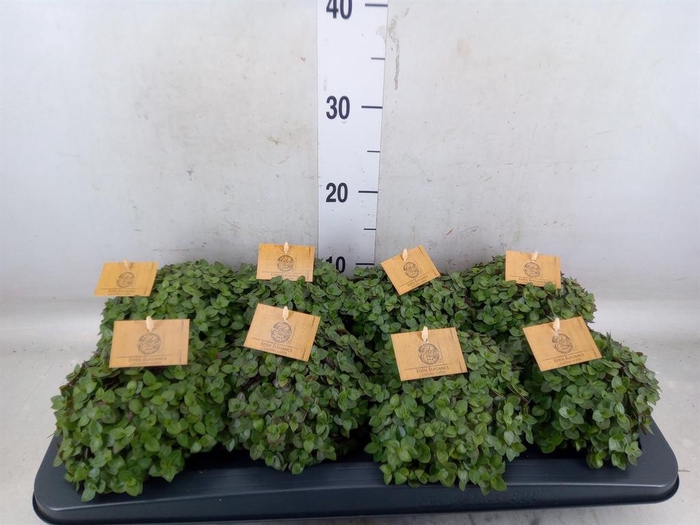 <h4>Callisia repens 'Turtle'</h4>