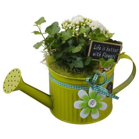 <h4>PTIB5312 Arrangementen kamerplanten</h4>