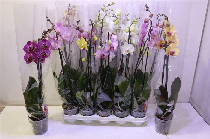 <h4>arr8 Phal Gem</h4>