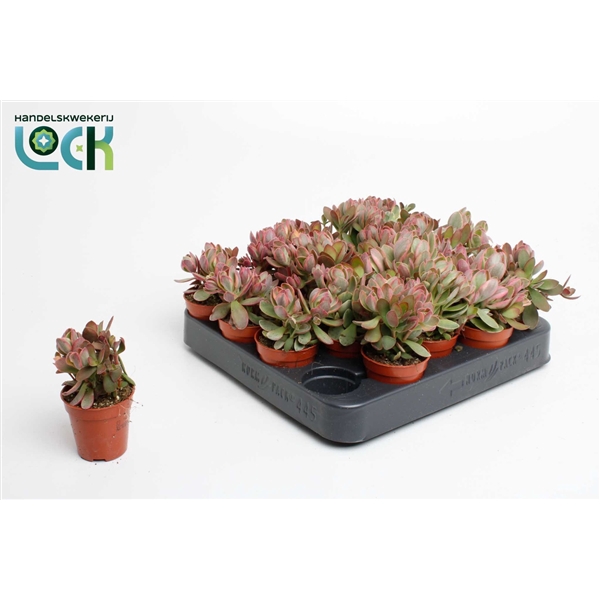 <h4>Crassula Moneymaker Varigata</h4>