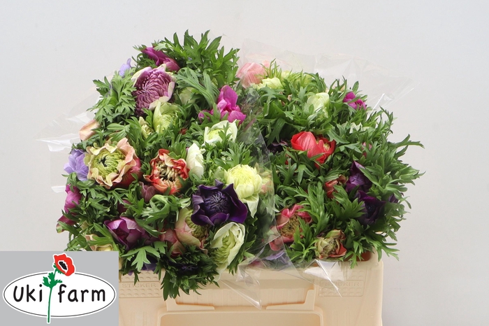 <h4>ANEM CO LEVAN MIX</h4>