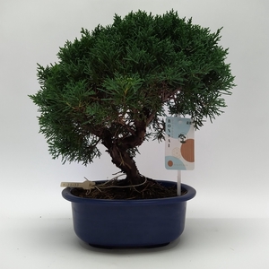 Juniperus Kishu Bonsai 21 cm (herkomst: Japan)