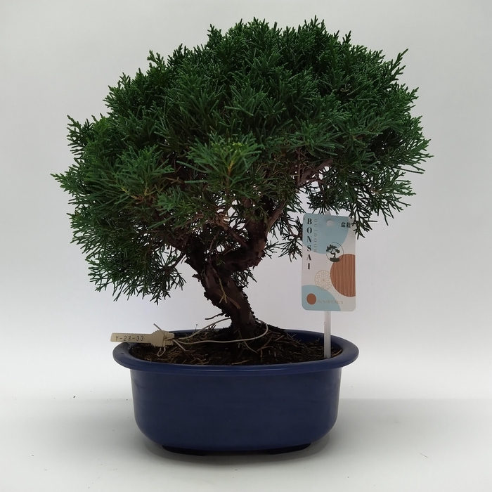 <h4>Juniperus Kishu Bonsai 21 cm (herkomst: Japan)</h4>