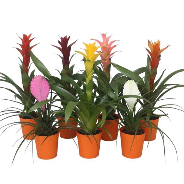 <h4>Bromelia gemengd in oranje kunststof pot</h4>