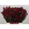 Leucadendron Blush Spray