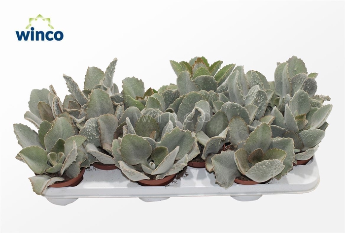 <h4>Kalanchoe Beharensis</h4>