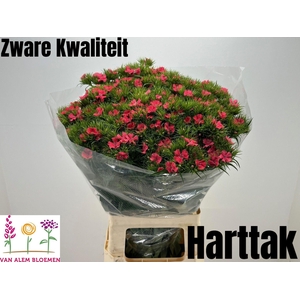 DI BARB S WILL CORAL