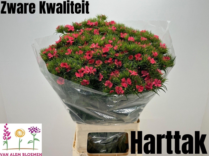 <h4>DI BARB S WILL CORAL</h4>