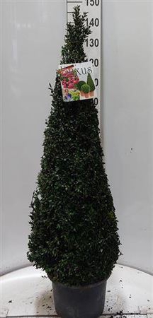 <h4>Buxu Sempervirens</h4>