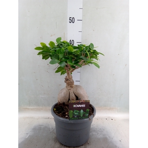 Ficus microcarpa 'Ginseng'