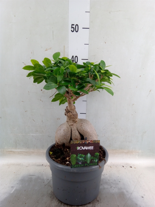 <h4>Ficus microcarpa 'Ginseng'</h4>