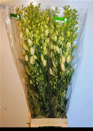 <h4>Aconitum Na Album Wit</h4>