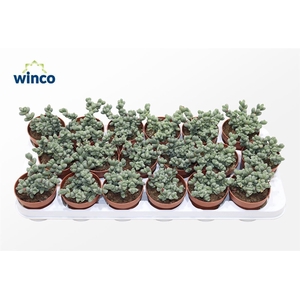 Delosperma Lehmannii