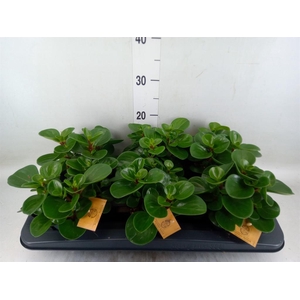 Peperomia obt. 'Green Gold'