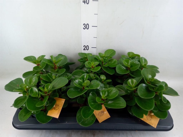 <h4>Peperomia obt. 'Green Gold'</h4>