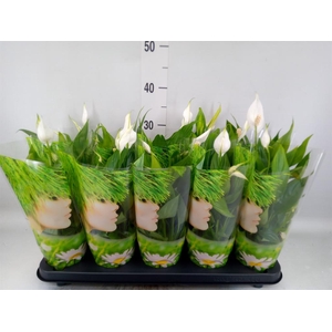 Spathiphyllum  'Alana'
