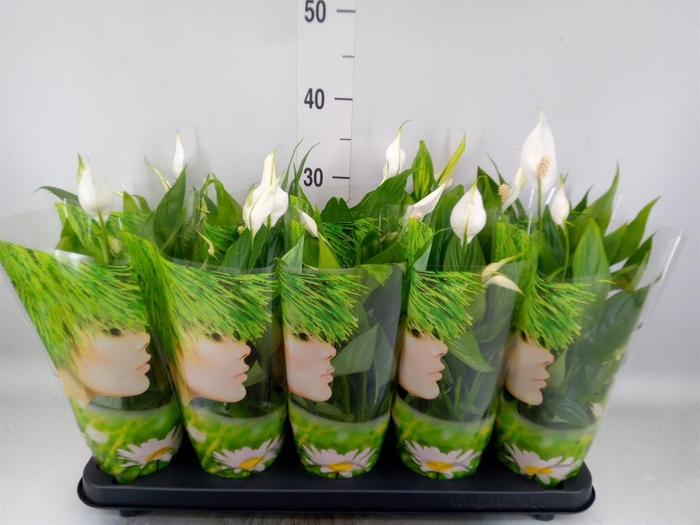 <h4>Spathiphyllum  'Alana'</h4>