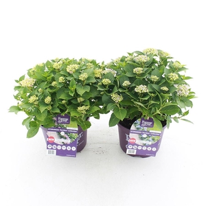 Hydrangea macr. Forever & Ever® 'Hortbux'® MIX C5 (23cm.) Kn.