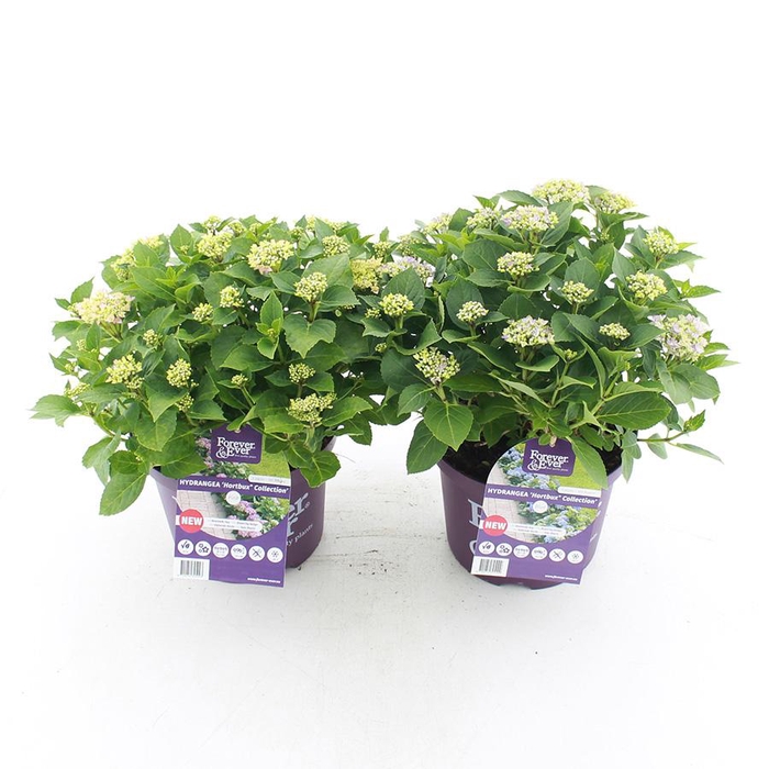 <h4>Hydrangea macr. Forever & Ever® 'Hortbux'® MIX C5 (23cm.) Kn.</h4>