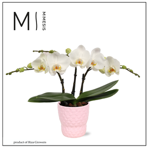 Phalaenopsis Spirit White 3 spike - 12cm in Verona | Mimesis