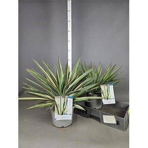 YUCCA GLOR VARIEGATA