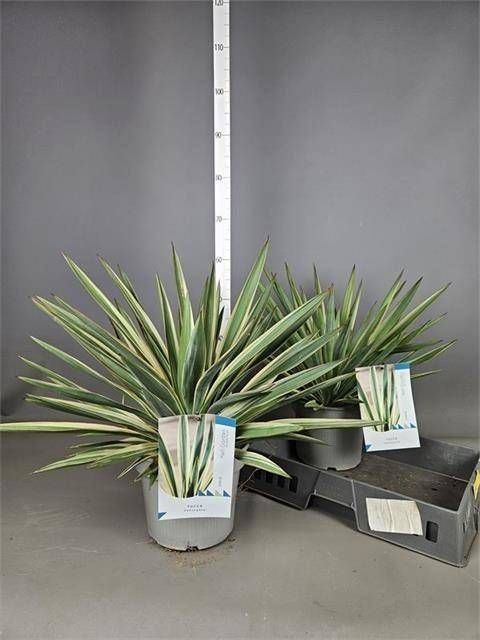 <h4>YUCCA GLOR VARIEGATA</h4>