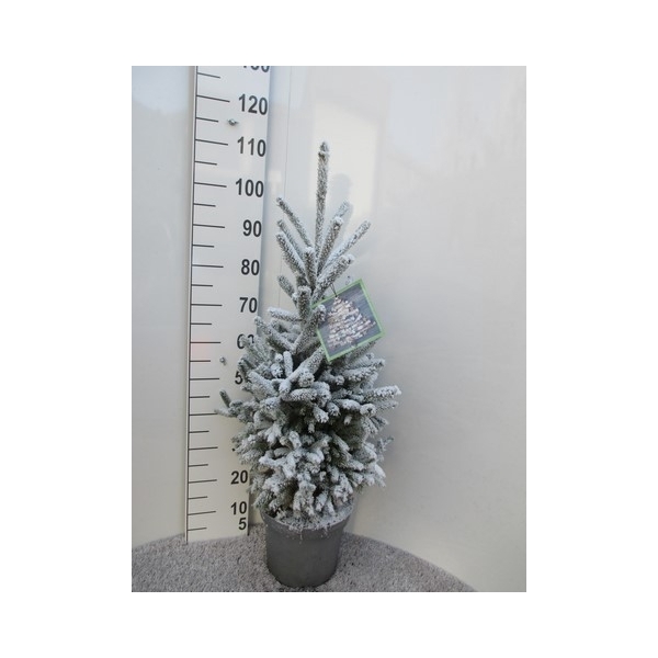 <h4>Picea sneeuw Super Green 60-70, P26</h4>