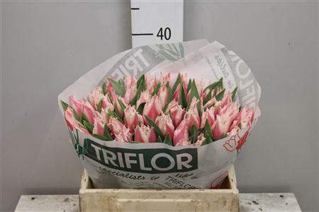 <h4>Tu Fr Bell Song</h4>