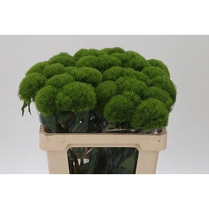 Di Barb Kiwi Mellow Ex X30