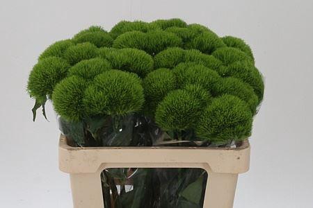 <h4>Di Barb Kiwi Mellow Ex X30</h4>