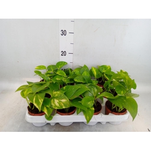 Epipremnum pinn. 'Aureum'