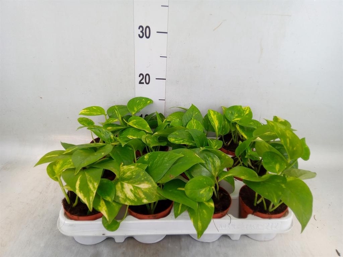 <h4>Epipremnum pinn. 'Aureum'</h4>