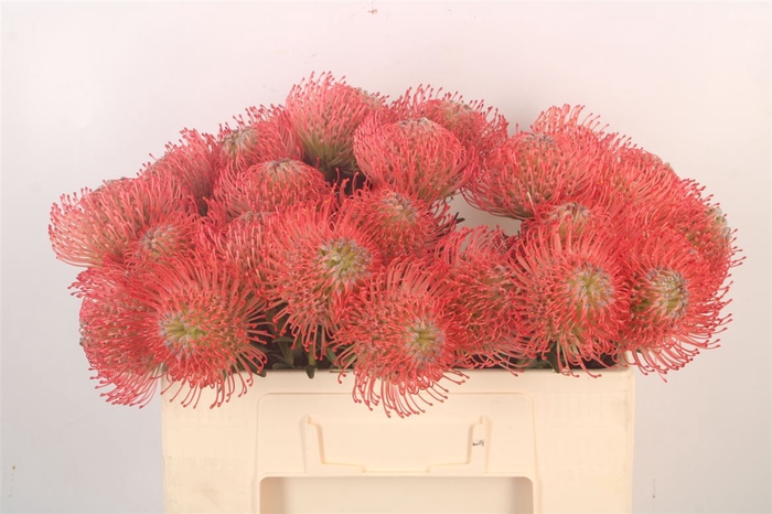 <h4>Leuco Co Ayoba Pink</h4>