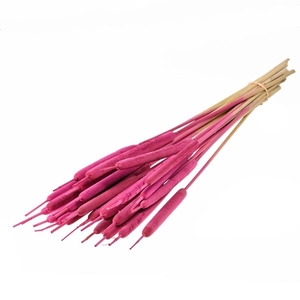 Typha Small Sb Sugar Pink