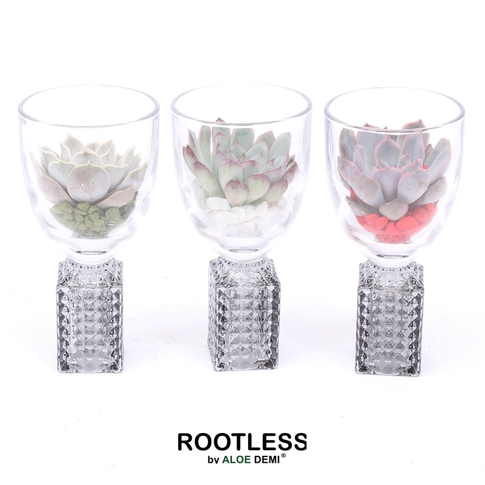 <h4>ROOTLESS Echeveria, Champagne glass</h4>