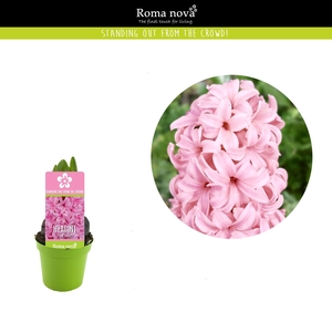 Hyacinthus Pink Pearl