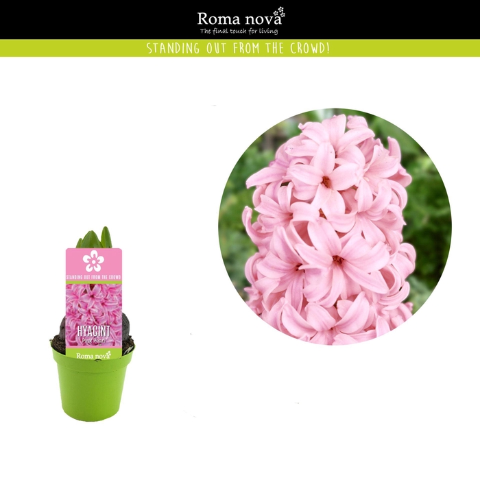 <h4>Hyacinthus Pink Pearl</h4>