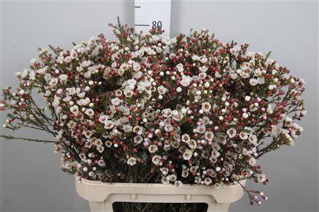 <h4>Chame Moonl Delight</h4>