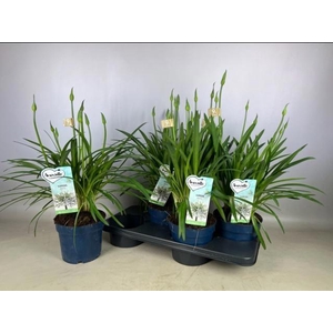 AGAPA AMOURETTE S WH